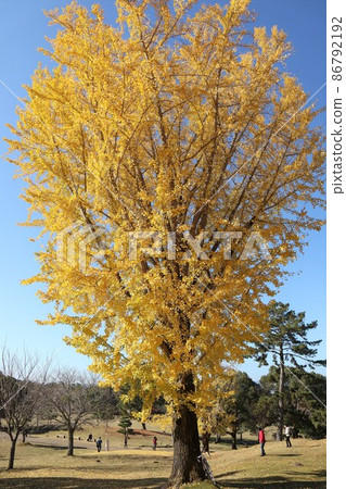 奈良公園秋葉 奈良公園秋葉 86792192