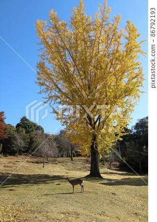 奈良公園秋葉 奈良公園秋葉 86792193