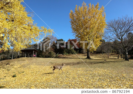 奈良公園秋葉 奈良公園秋葉 86792194