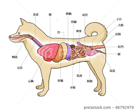Body anatomy of a bitch 1 86792979
