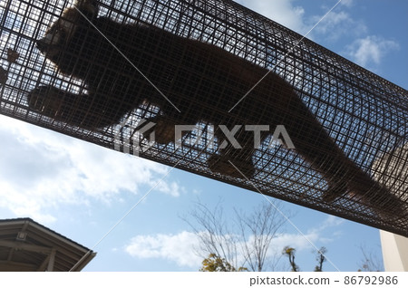 Kyoto City Zoo Red Panda 86792986