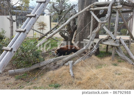 Kyoto City Zoo Red Panda 86792988
