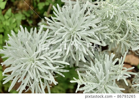 Beautiful Crossostephium Chinense Plants in A Garden 86793265