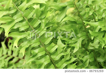 Close Up of Green Australian Sword Ferns 86793269