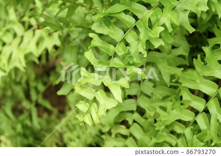 Close Up of Green Australian Sword Ferns 86793270
