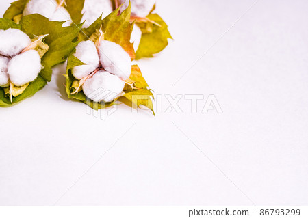 Cotton harvest [Cotton image] 86793299