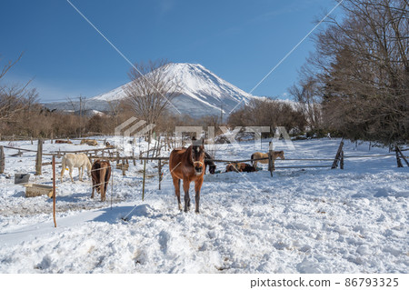 冬季牧場雪景富士山馬朝霧高原 冬季牧場雪景富士山馬朝霧高原 86793325