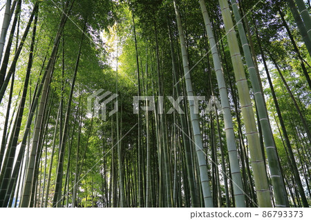 Bamboo grove of Kodaiji Temple Bamboo grove of Kodaiji Temple 86793373