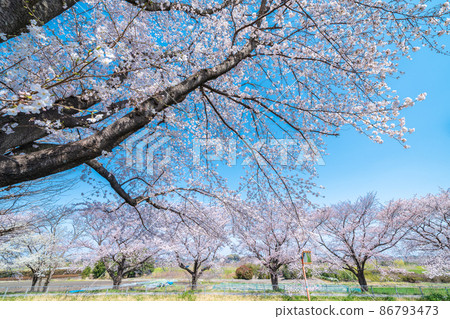 "Saitama Prefecture" Minuma rice field spring scenery, Sakura Corridor 86793473