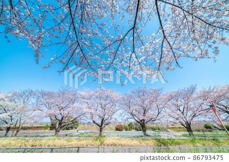 “埼玉縣”Minuma稻田春天風景，櫻花走廊 86793475