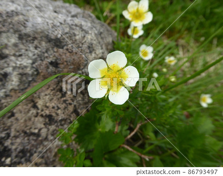 Geum pentapetalum, an alpine plant that blooms first when the snow melts 86793497