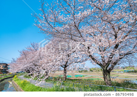"Saitama Prefecture" Minuma rice field spring scenery, Sakura Corridor 86793498
