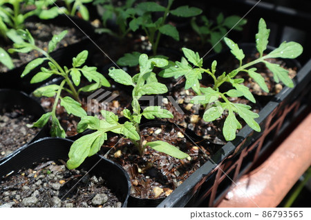 Home garden Home garden 86793565