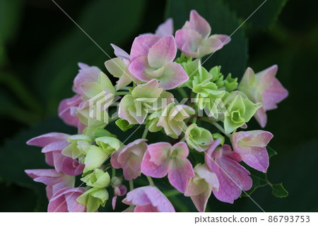 長法寺的繡球花 86793753