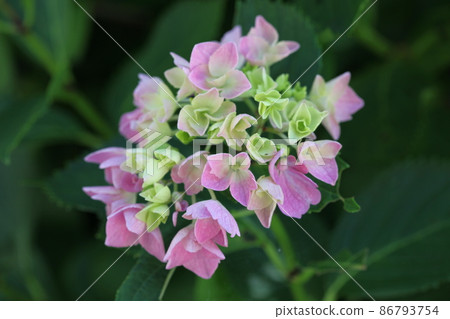 長法寺的繡球花 86793754