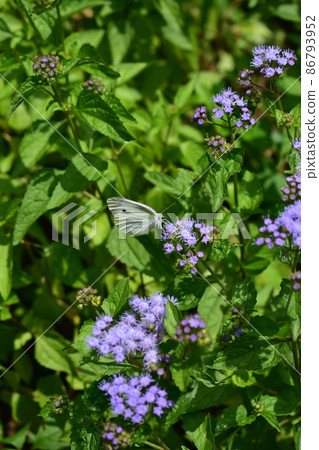 白菜白蝴蝶,花 白菜白蝴蝶,花 86793952