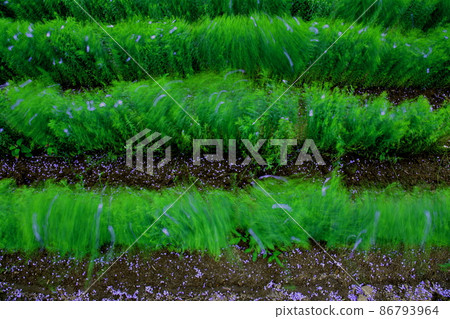 flax 86793964