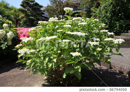 Hydrangea of Choho-ji Temple Hydrangea of Choho-ji Temple 86794098
