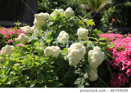 Hydrangea of Choho-ji Temple Hydrangea of Choho-ji Temple 86794099