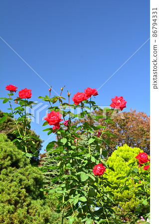 Hill Park where Yokohama · Harbor can be seen 86794331