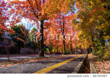 大阪府吹田市三色齋道的紅葉 大阪府吹田市三色齋道的紅葉 86794467