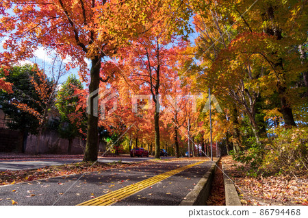 Autumn leaves of Sanshikisaido, Suita City, Osaka Prefecture 86794468