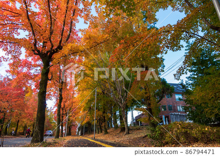 大阪府吹田市三色齋道的紅葉 86794471