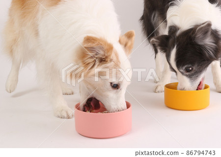 Two border collies eating homemade risotto rice crazy Two border collies eating homemade risotto rice crazy 86794743