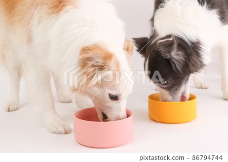Two border collies eating homemade risotto rice crazy Two border collies eating homemade risotto rice crazy 86794744