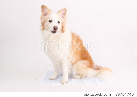 Yellow border collie sitting on toilet sheets 86794749