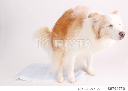 黃色邊境牧羊犬在馬桶上排泄 86794750