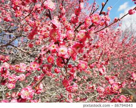 艷麗的紅梅盛開 艷麗的紅梅盛開 86794843