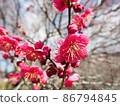 艷麗的紅梅盛開 86794845