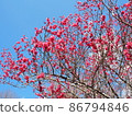 與盛開和藍天的紅色李子 86794846