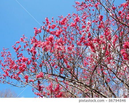 Red plum with full bloom and blue sky 86794846