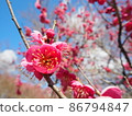 艷麗的紅梅盛開 86794847