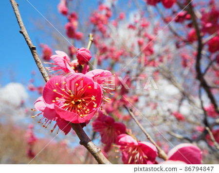 艷麗的紅梅盛開 86794847