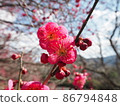 艷麗的紅梅盛開 86794848
