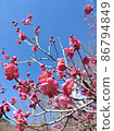 與盛開和藍天的紅色李子 86794849