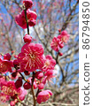 艷麗的紅梅盛開 86794850