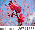 艷麗的紅梅盛開 86794853
