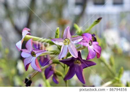 Multicolored fragrant tobacco flowers in the garden 86794856