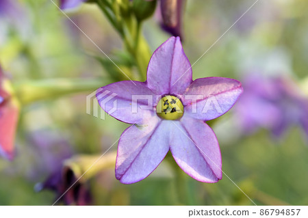 Multicolored fragrant tobacco flowers in the garden Multicolored fragrant tobacco flowers in the garden 86794857