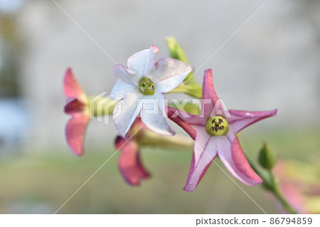 Multicolored fragrant tobacco flowers in the garden 86794859