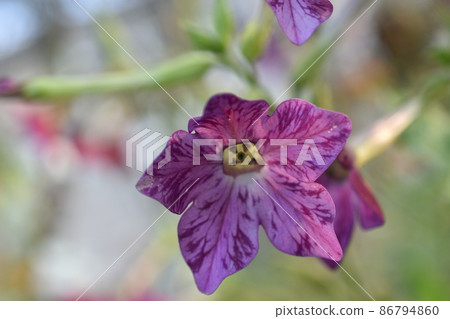 Multicolored fragrant tobacco flowers in the garden 86794860