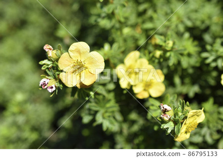 Yellow flowers of dasiphora shrub lat. dasiphora fruticosa or kuril tea shrubby five - leafed shrub 86795133