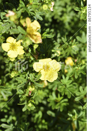 Yellow flowers of dasiphora shrub lat. dasiphora fruticosa or kuril tea shrubby five - leafed shrub Yellow flowers of dasiphora shrub lat. dasiphora fruticosa or kuril tea shrubby five - leafed shrub 86795134