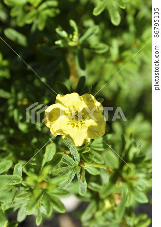Yellow flowers of dasiphora shrub lat. dasiphora fruticosa or kuril tea shrubby five - leafed shrub Yellow flowers of dasiphora shrub lat. dasiphora fruticosa or kuril tea shrubby five - leafed shrub 86795135