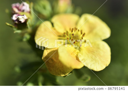 Yellow flowers of dasiphora shrub lat. dasiphora fruticosa or kuril tea shrubby five - leafed shrub Yellow flowers of dasiphora shrub lat. dasiphora fruticosa or kuril tea shrubby five - leafed shrub 86795141