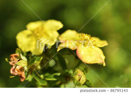 Yellow flowers of dasiphora shrub lat. dasiphora fruticosa or kuril tea shrubby five - leafed shrub Yellow flowers of dasiphora shrub lat. dasiphora fruticosa or kuril tea shrubby five - leafed shrub 86795143